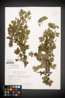 Crataegus rhipidophylla [KOR 44831]