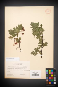 Crataegus rhipidophylla [KOR 3905]