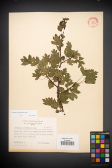 Crataegus rhipidophylla [KOR 3857]
