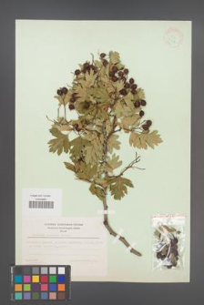 Crataegus songarica [KOR 13457]