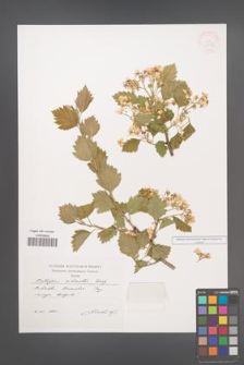 Crataegus submollis [KOR 33277]