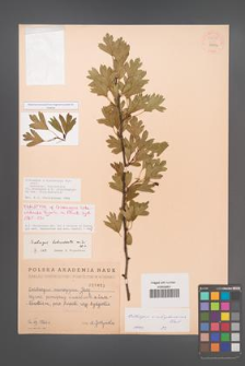 Crataegus ×subsphaericea [KOR 55495]