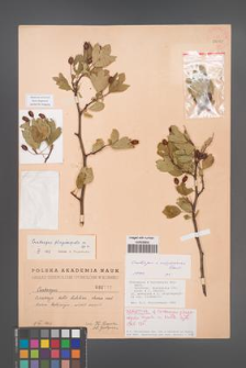 Crataegus ×subsphaericea [KOR 2510]