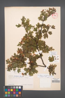 Crataegus monogyna [KOR 4984]