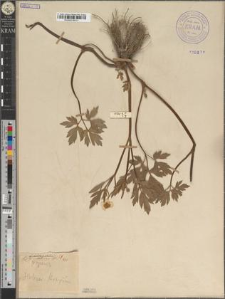 Ranunculus repens L. fo. subrotundus Zapał.