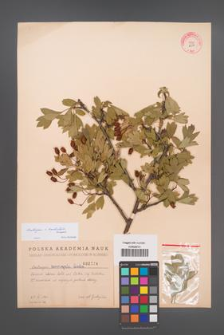 Crataegus ×kyrtostyla [KOR 2504]