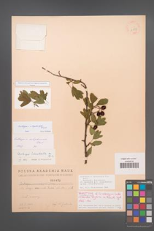 Crataegus ×kyrtostyla [KOR 1823]