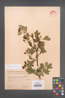 Crataegus ×kyrtostyla [KOR 2506]