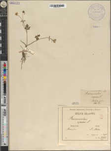 Ranunculus repens L. var. micranthus Zapał.