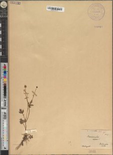 Ranunculus repens L. var. micranthus Zapał.