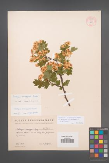 Crataegus ×kyrtostyla [KOR 55514]