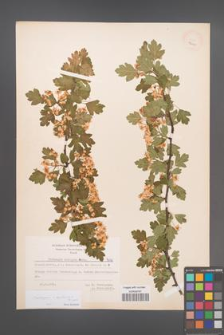 Crataegus ×kyrtostyla [KOR 7640]