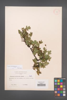 Crataegus rhipidophylla [KOR 5017]
