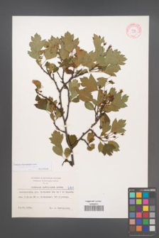 Crataegus rhipidophylla [KOR 6101]
