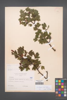 Crataegus ×kyrtostyla [KOR 4968]