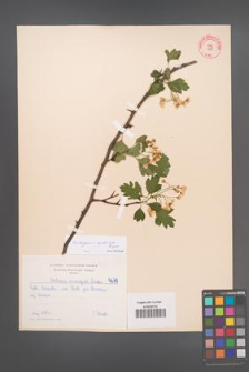 Crataegus ×kyrtostyla [KOR 4679]