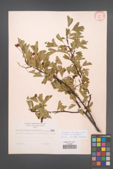 Crataegus monogyna [KOR 7229]