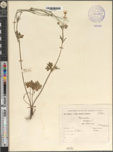 Ranunculus bulbosus L. var. zbrucensis Zapał.
