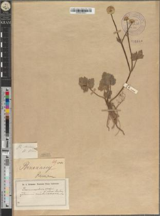 Ranunculus sardous Crantz fo. plenus Zapał.