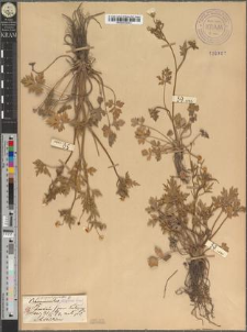 Ranunculus sardous Crantz fo. angustipartitus Zapał.