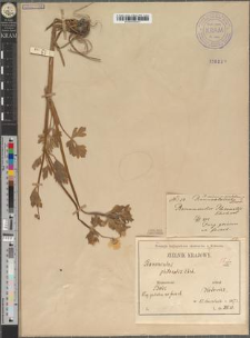 Ranunculus sardous Crantz var. grandiflorus Zapał.