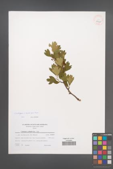 Crataegus ×kyrtostyla [KOR 39445]