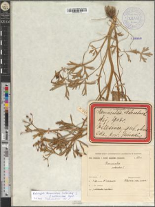 Ranunculus sceleratus L. fo. subternatus Zapał.