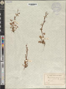Ranunculus sceleratus L. fo. diminutus Zapał.
