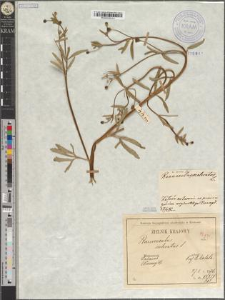 Ranunculus sceleratus L. var. maior Zapał.