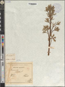 Ranunculus sceleratus L. var. maior Zapał.