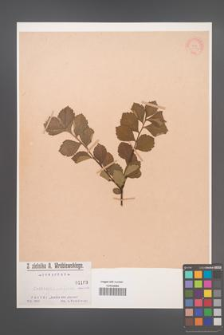 Crataegus uniflora [KOR 1183]
