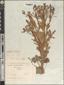 Ranunculus sceleratus L. var. maior Zapał. fo. lobatus Zapał.