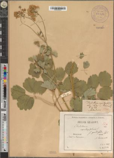 Thalictrum aquilegifolium L. fo. grandifolium Zapał.