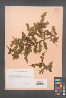 Crataegus tanacetifolia [KOR 30191]