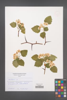 Crataegus [KOR 49181]