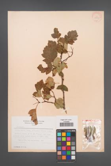 Crataegus [KOR 28398]