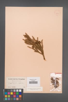 Cryptomeria japonica [KOR 24186]