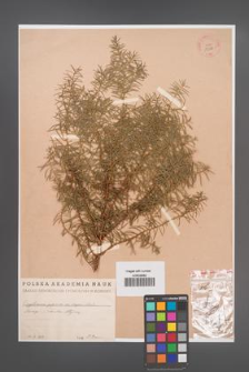 Cryptomeria japonica [KOR 13512]