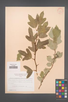 Cudrania tricuspidata [KOR 28400]