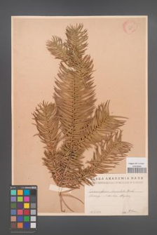 Cunninghamia lanceolata [KOR 13525]