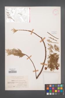 Cupressus ducloxiana [KOR 13557]