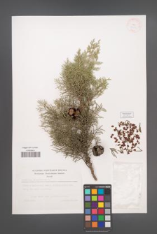 Cupressus sempervirens [KOR 38252]