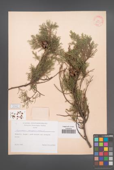 Cupressus sempervirens [KOR 38391]