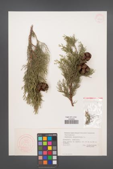 Cupressus sempervirens [KOR 34215]