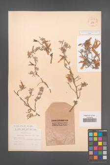 Cytisopsis dorycnifolia [KOR 55529]