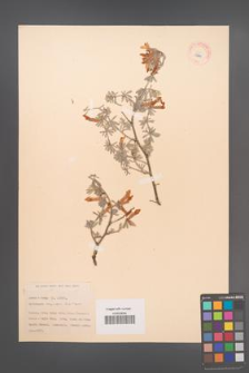 Cytisopsis dorycniifolia [KOR 13879]