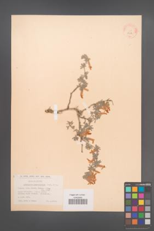 Cytisopsis dorycniifolia [KOR 13514]