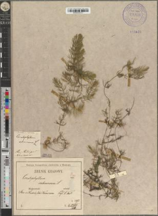 Ceratophyllum demersum L. var. commutatum Zapał.