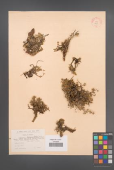 Cytisopsis dorycniifolia [KOR 13518]