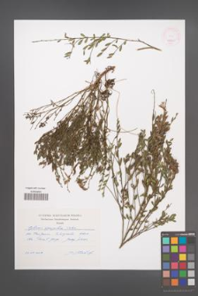 Cytisus agnipilus [KOR 46400]
